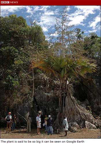 Tahina Spectabilis Tahina Spectabilis: So big it can be seen on Google Earth (or so it is said)
