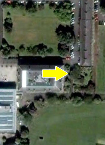 Trinity College tree Another tree: So big it can be seen on Google Earth (or so it seems)